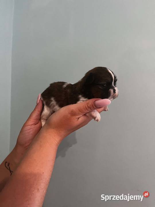 Mini sunia shih tzu Ciechocin sprzedam