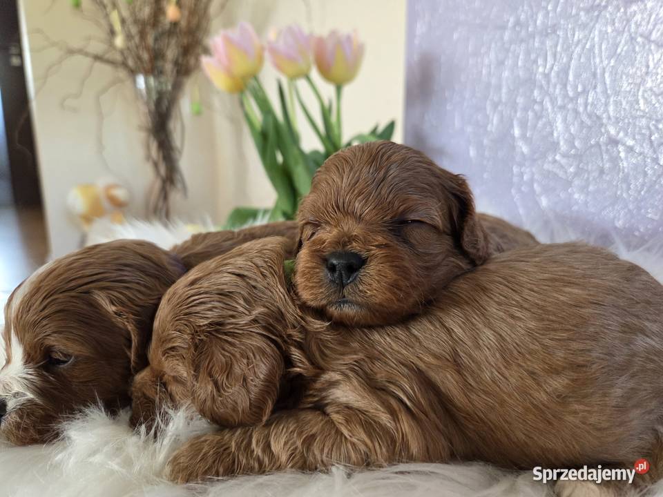 Śliczny piesek Cavapoo Skarszewy