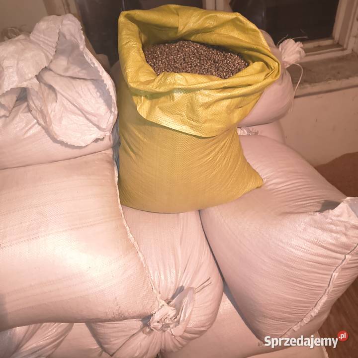 Łubin niebieski gorzki świętokrzyskie Budziska sprzedam