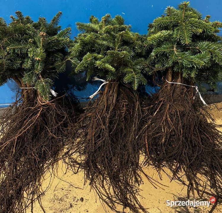 Sadzonki na żywopłot Bukszpan Cis Laurowiśnia Liściaste świętokrzyskie sprzedam