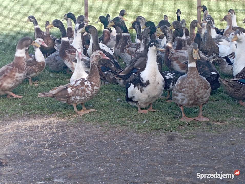 ŻYWE Kaczory Kaczki sporo sztuk MIX Do UbojuChów Golasowice