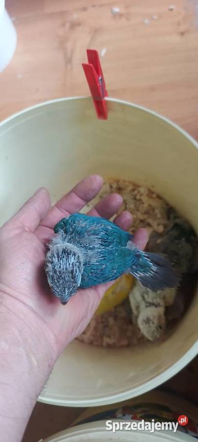 Papugi rudosterki ręcznie karmione Tychy