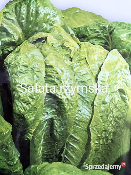 Cykoria pikantna nasiona Kraków