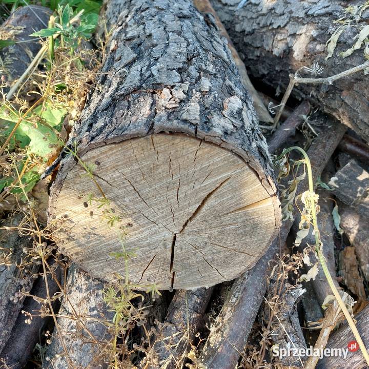 Drewno wiśnia olszyna do wędzenia Łapy