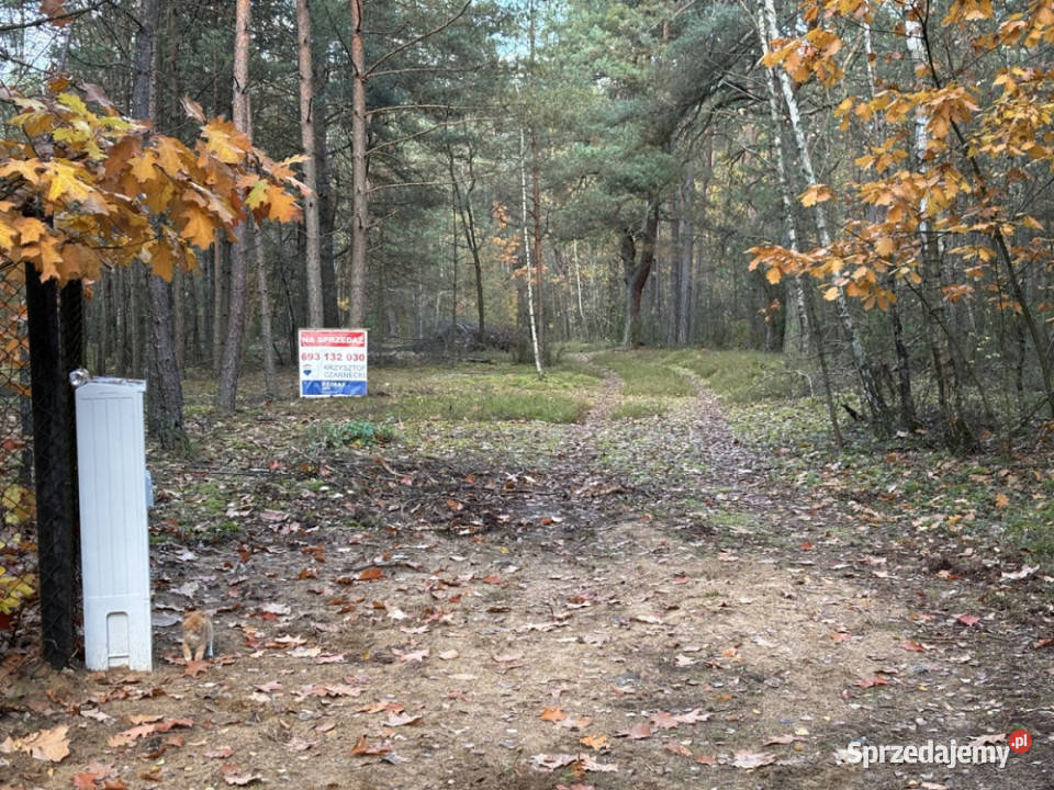 Działka leśna z możliwością zabudowy w MPZP mazowieckie Rynia sprzedam