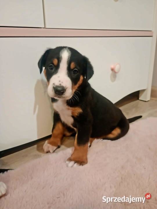 Szczenięta Duży szwajcarski pies pasterski duży Bolesławiec