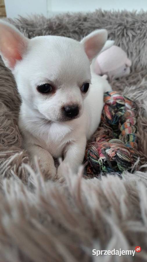 Chihuahua krótkowłosa suczka Czechowice-Dziedzice