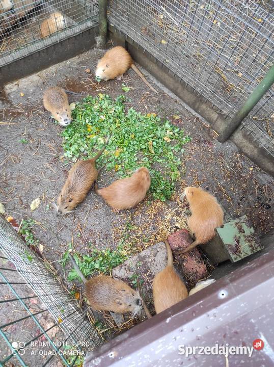 Sprzedam nutrie Bzowo