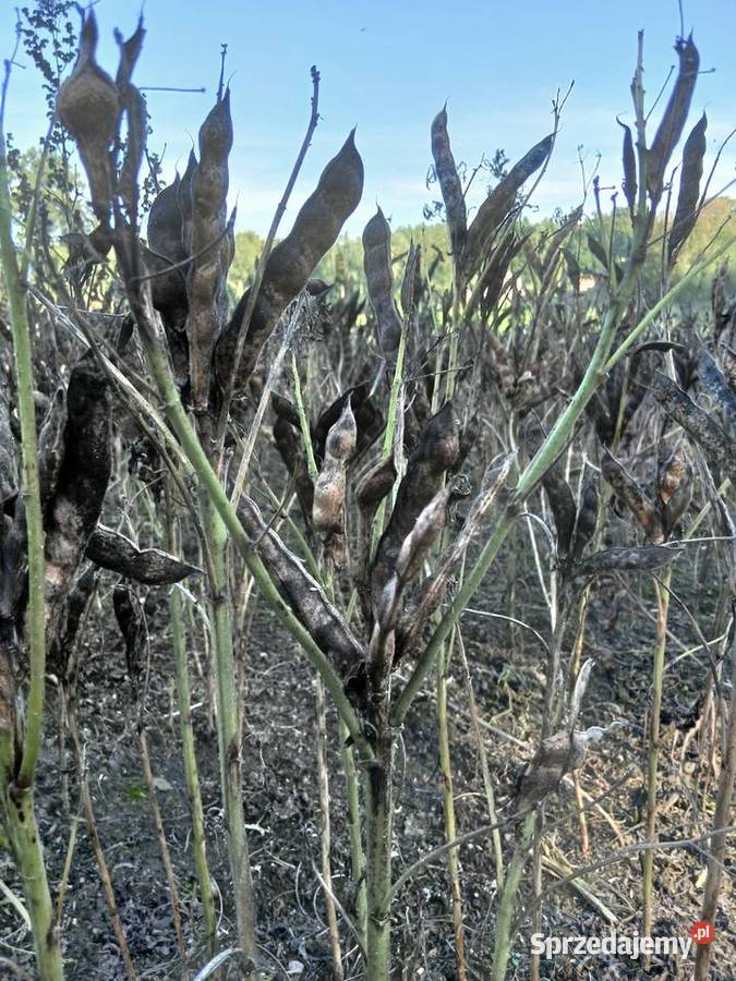 Sprzedam łubin Butan Rożnowo
