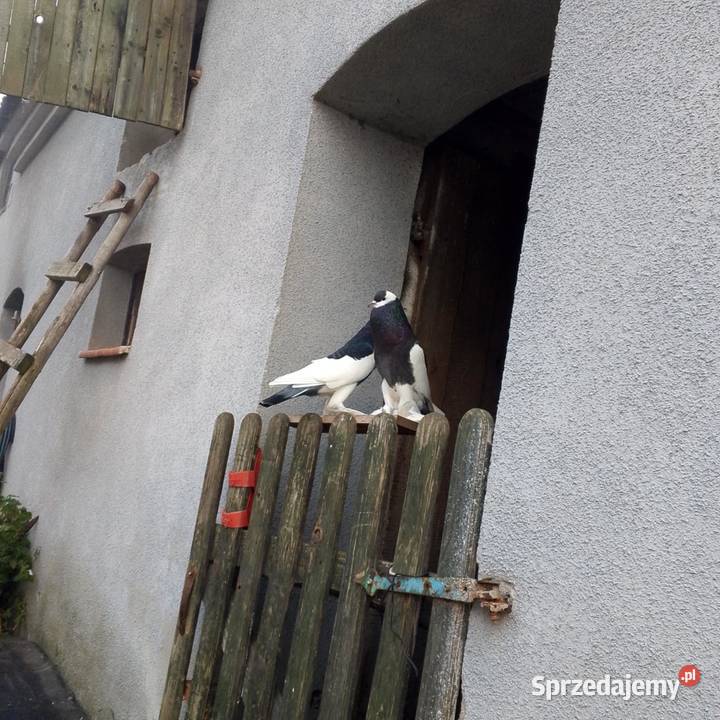 Garłacze czeskie Zwierzęta lubuskie Szprotawa