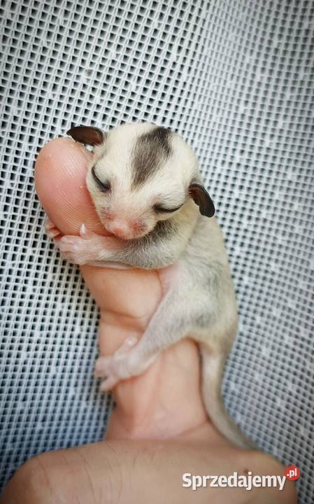 Lotopałanki lotopałanka sugar glider SAMICZKi Gryzonie Wrocław