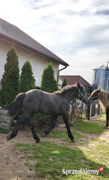 Sprzedam ogierka pół perszeron podkarpackie