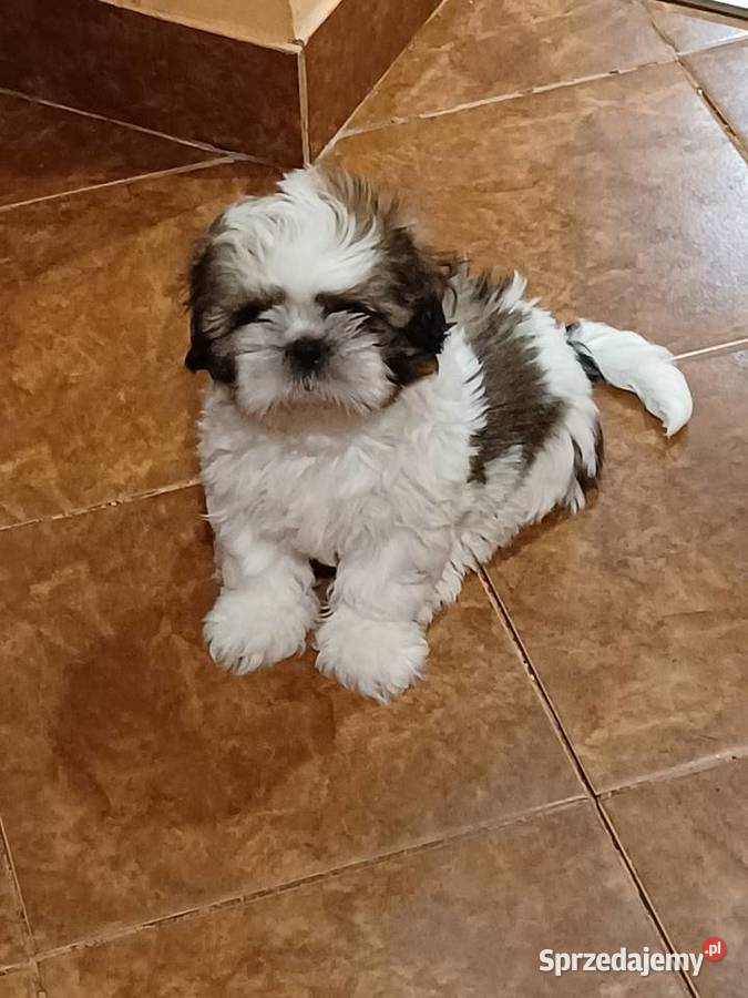 Szczeniaczki shih tzu puchate perełki Shih Tzu Lubartów sprzedam