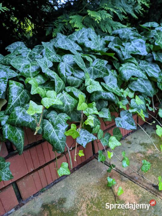 Bluszcz pospolity Hedera Helix zimozielony Duże Lublin