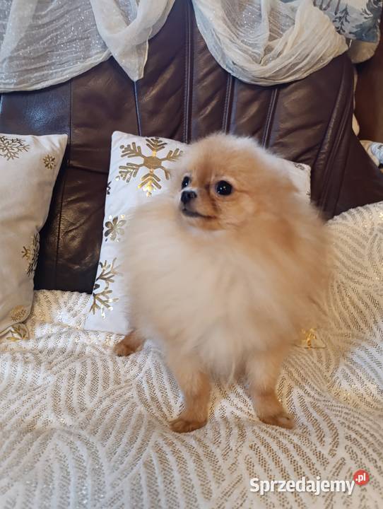 Szpice miniaturowe Pomeranian z metryczkami z lubelskie Kraśnik