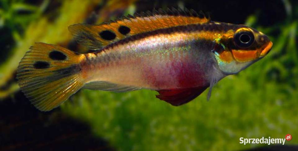 Barwniak szmaragdowy NIGERIA RED Pelvicachromis pomorskie Gdańsk