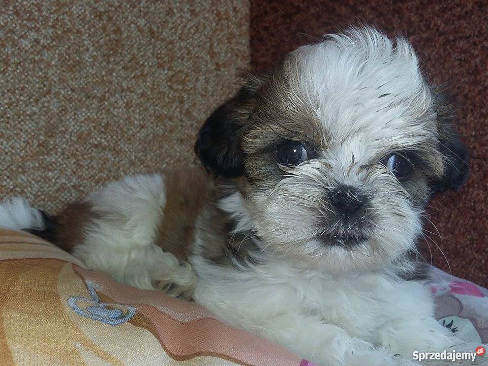 Piękne 6 tyg Shih Tzu Warszawa