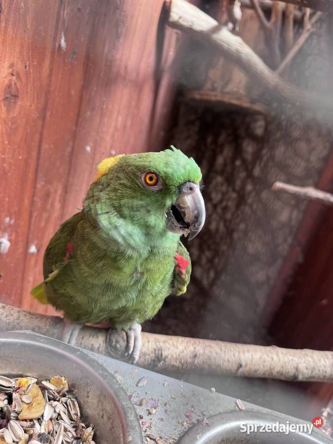 Para Amazonki Żółtokarka 2005r Amazona śląskie Wodzisław Śląski