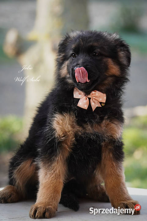 Owczarek niemiecki długowłosy ZKwP FCI z pełną Ozorzyce