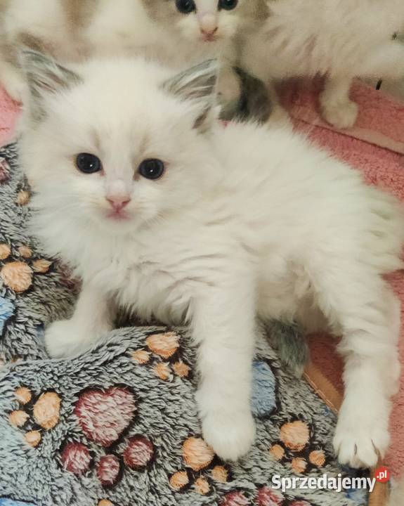 Kocurek Ragdoll Boguchwała