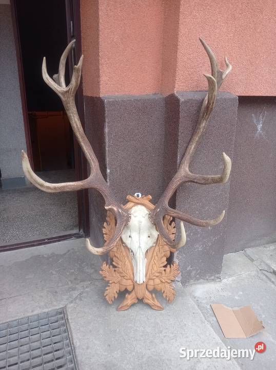 Trofeum jelenia łódzkie Tomaszów Mazowiecki