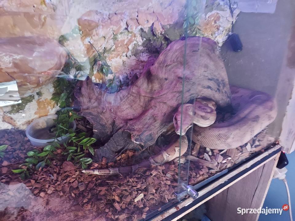 Boa cesarski śląskie Cieszyn