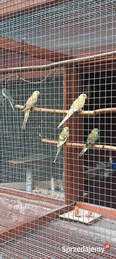 Papugi świergotki Julianpol