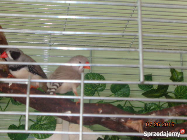 Zeberka Amadyny zebrowate Zeberki Grajewo