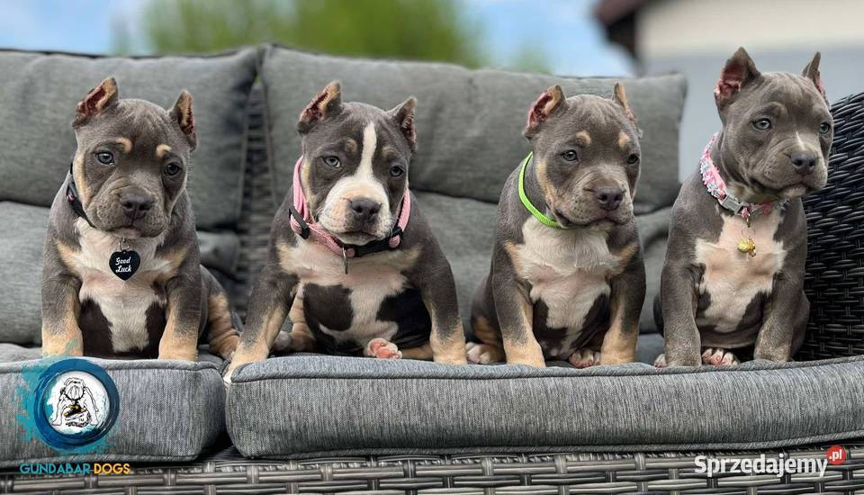 American Bully ABKC Gundabar Dogs suczki Koło