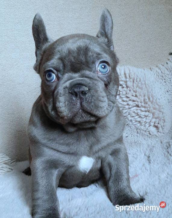Buldog francuski dziewczynka Buldog Pabianice