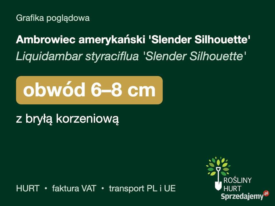 Ambrowiec amerykański Slender Silhouette obw 68