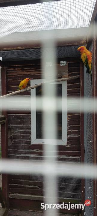 Konury słoneczne Lubań