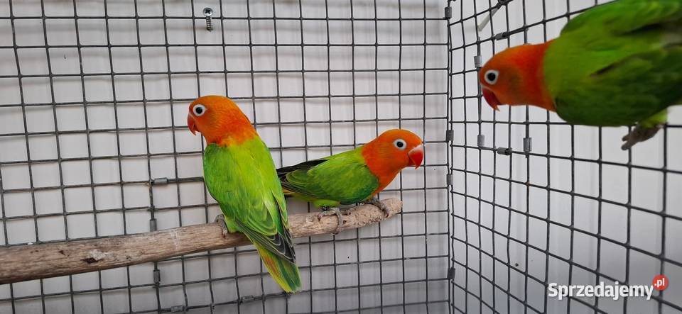 Nierozłączki Zakliczyn