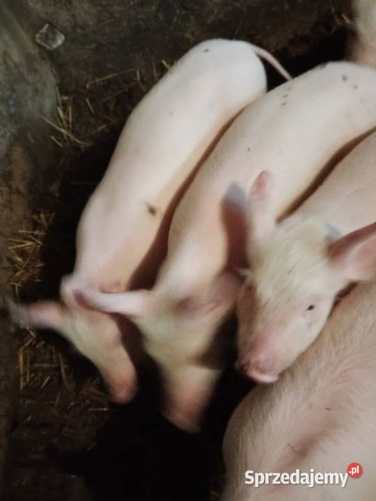 Sprzedam prosięta Trzoda chlewna mazowieckie