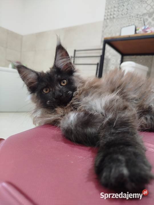 Maine Coon kotka Nera Szembruk
