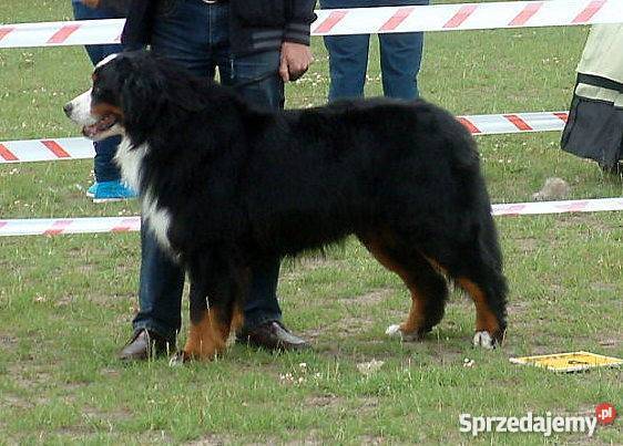 Reproduktor Berneński Pies Pasterski krycie Barcin sprzedam