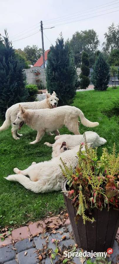 Bialy owczarek szwajcarski gotowe do odbioru Wschowa