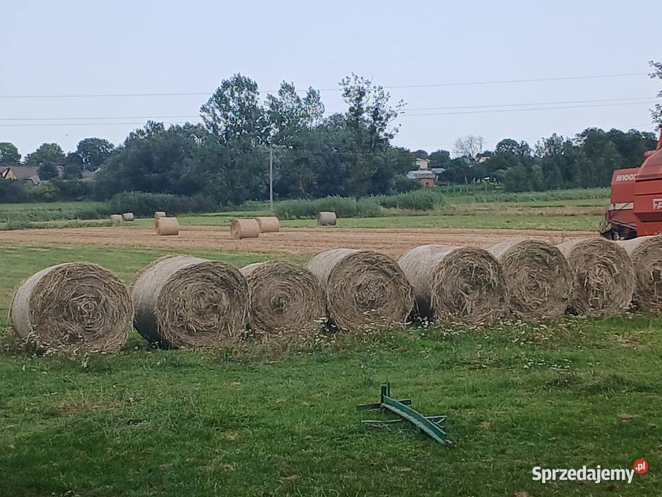 Siano Ląkowe jesień 2025 Role