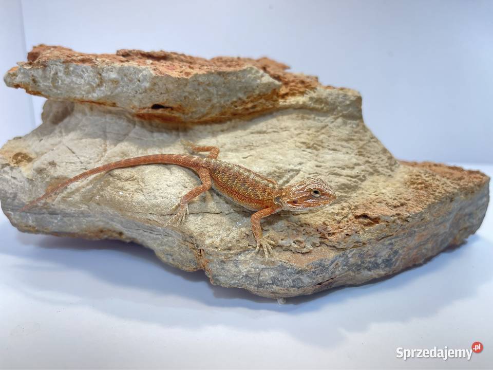 Agama Brodata Orange red translucent pomorskie Tczew