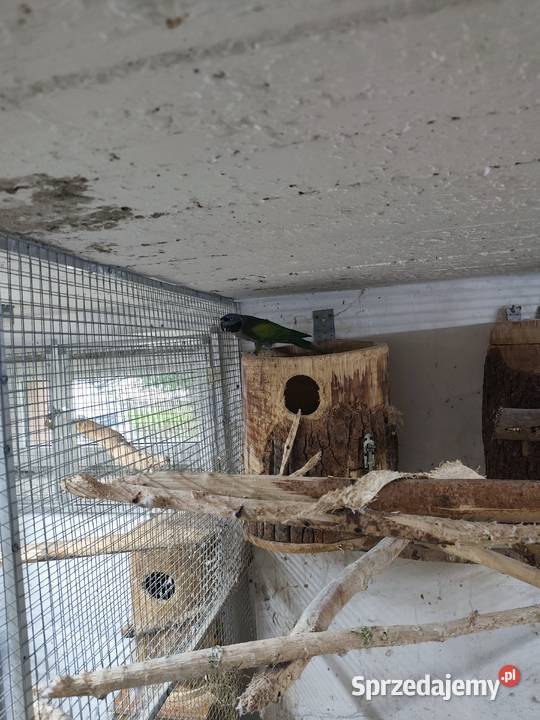 Akeksandretta chińska dorosła samica