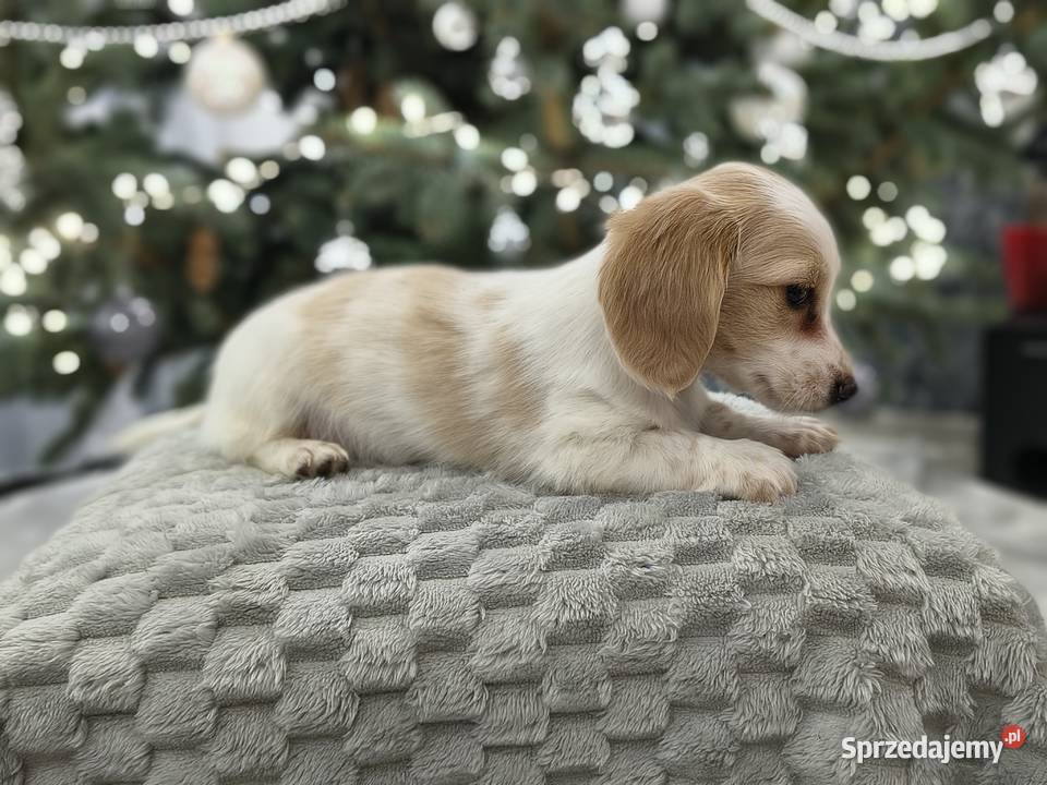 Jamnik długowłosy miniaturowy Dackel dachshund Żychlin