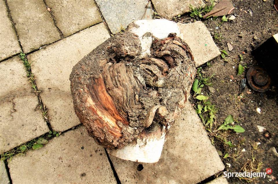 czeczota brzozowa narośl obrzęk Wyposażenie wnętrz Namysłów