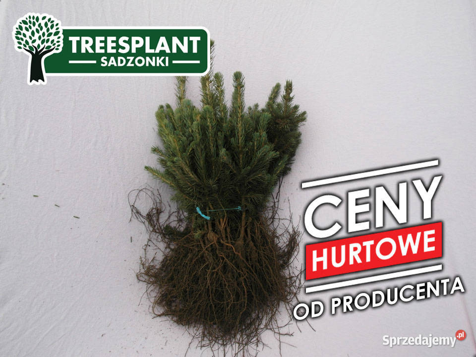 Swierk Srebrny Kłujący Picea Pungens Glauca Rośliny