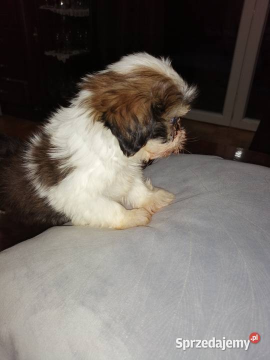 Piękne miniaturowe shih tzu