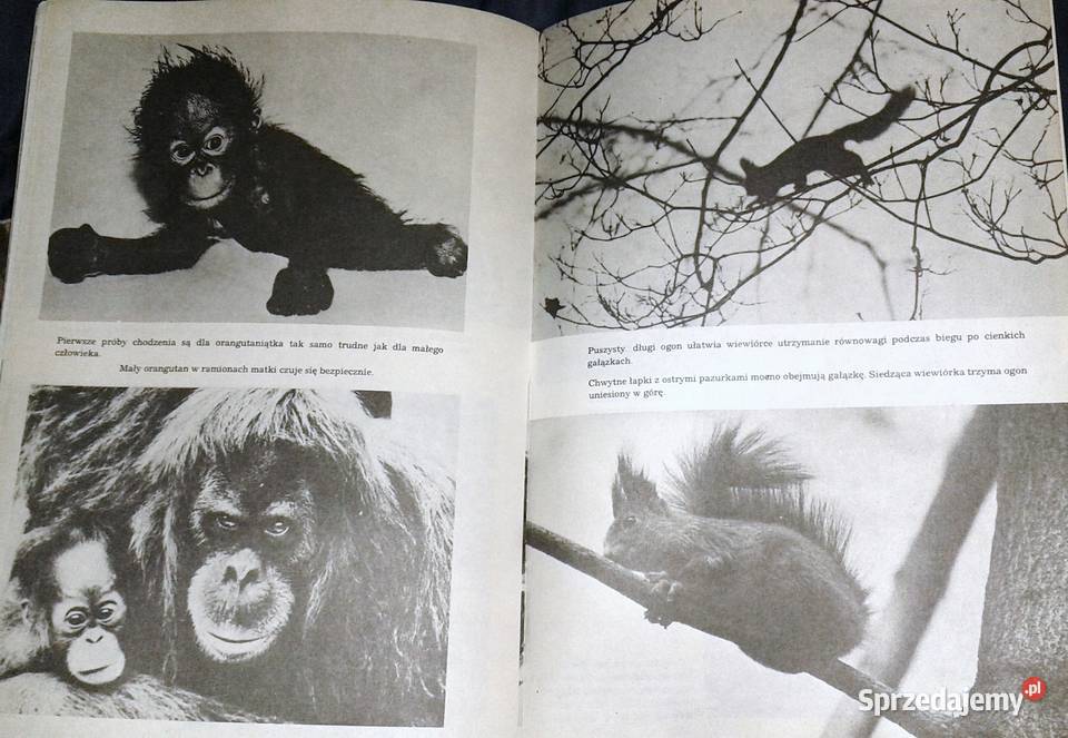 I kudłate i łaciate Maria Sołtyńska lubelskie Chełm