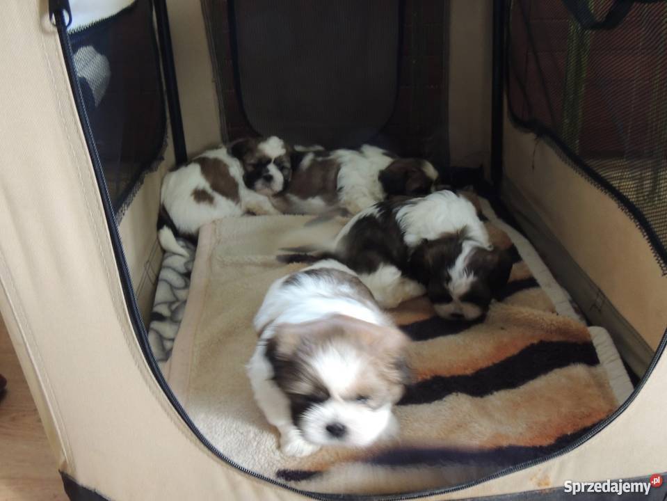 Shihtzu szczeniaki z rodowodem Tarnów Otfinów