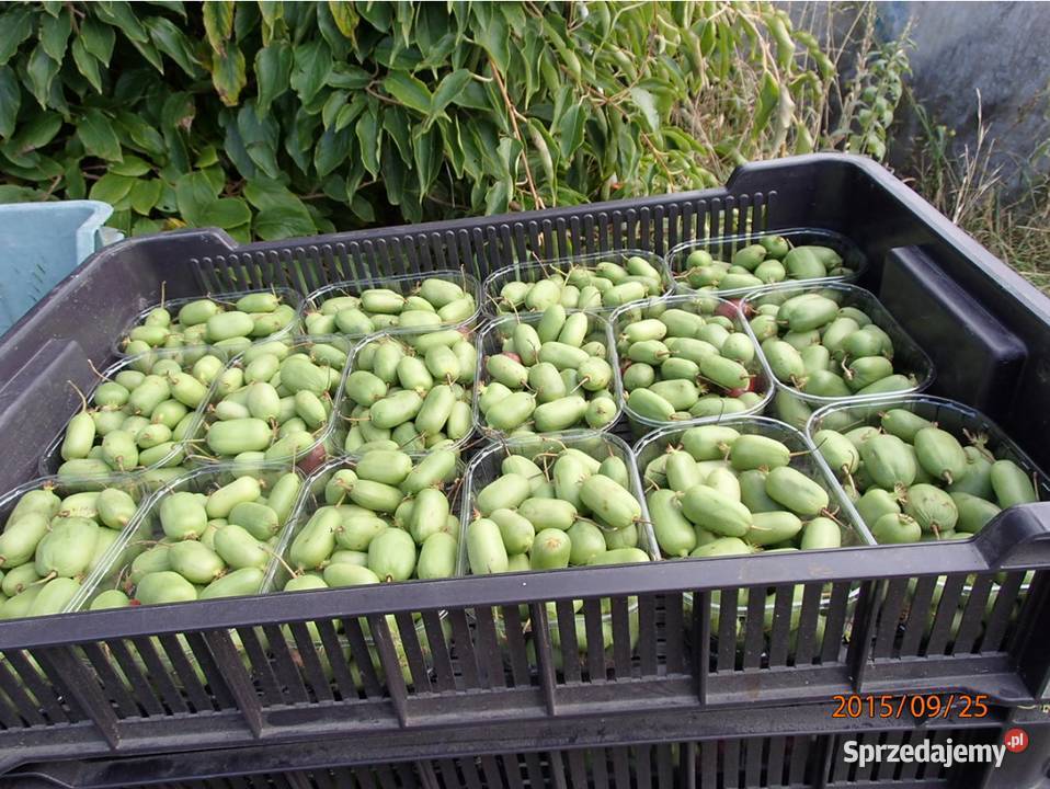 Kiwi Isai samopylne aktinidia ostrolistna grunt łódzkie Łódź sprzedam