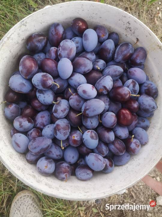 Sprzedam śliwki węgierki Chodel