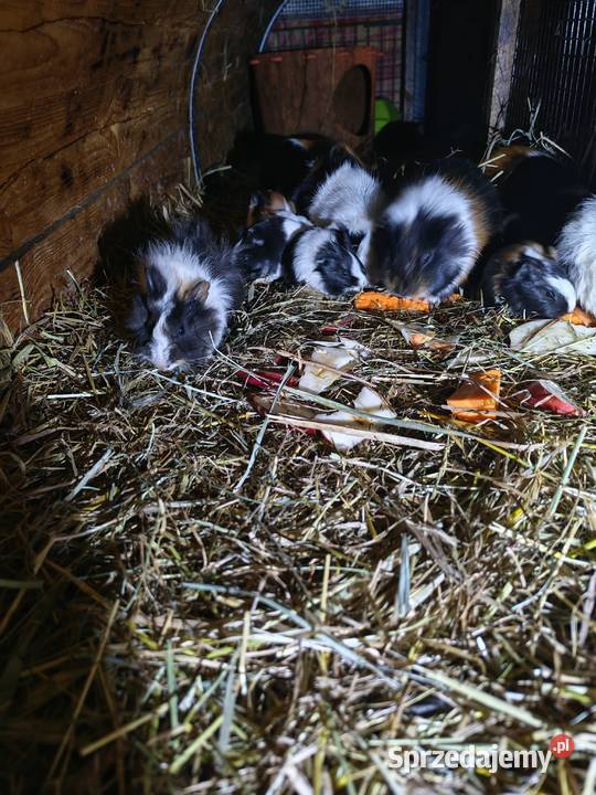 Sprzedam Świnki Morskie 503465488 Wólka Zastawska