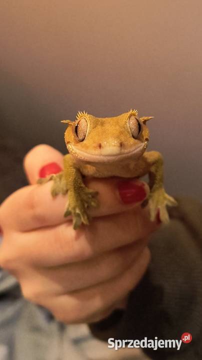 Dorosły gekon orzęsiony duży bez ogonka Zwierzęta śląskie Bielsko-Biała